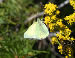 Colias alexandra