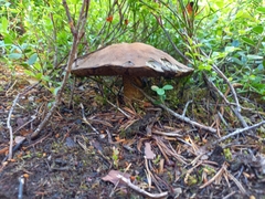 Leccinum vulpinum