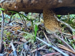 Leccinum vulpinum