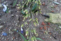 Brachylaena discolor