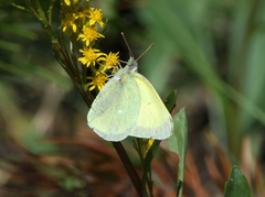 Colias alexandra