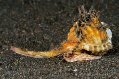 Cymatiidae