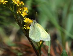 Colias alexandra