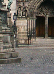 Columba livia