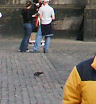 Columba livia