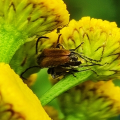 Pseudovadonia