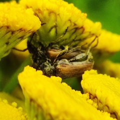 Pseudovadonia
