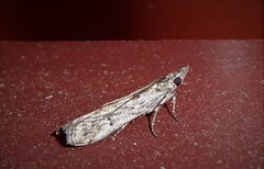 Crocydopora cinigerella