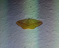 Lomographa luciferata