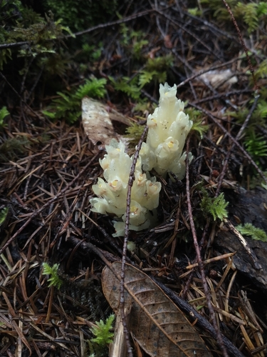 Image of Pityopus californicus by no rights reserved