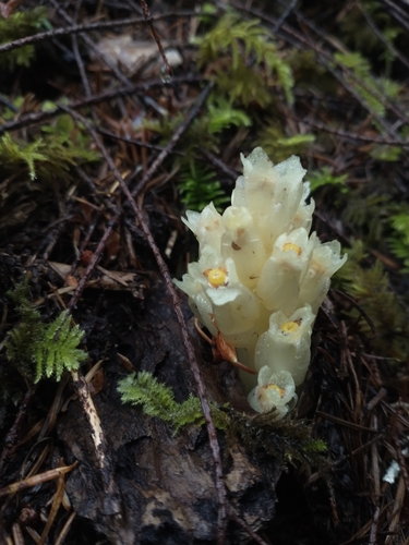 Image of Pityopus californicus by no rights reserved