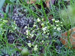 Platysace heterophylla heterophylla