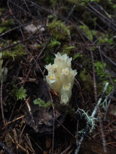 Image of Pityopus californicus by no rights reserved