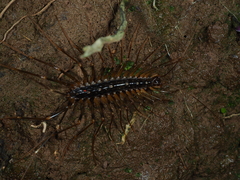 Thereuonema tuberculata