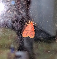 Miltochrista pingera