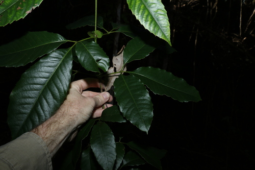 Image of Karrabina benthamiana by (c) Greg Tasney, some rights reserved (CC BY-SA)