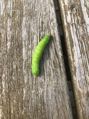 Orthosia cerasi