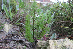 Chamarea capensis