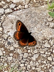Erebia ligea