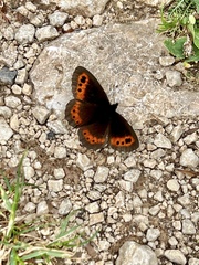Erebia ligea