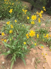 Helianthella