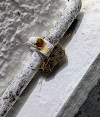 Spodoptera pecten