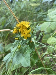 Hypericum maculatum obtusiusculum