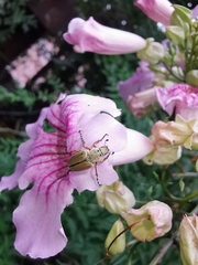 Macrodactylus mexicanus