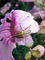 Macrodactylus mexicanus