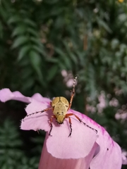 Macrodactylus mexicanus