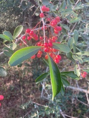 Gymnosporia maranguensis