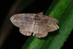 Anisoneura salebrosa