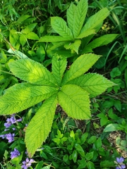 Rodgersia aesculifolia