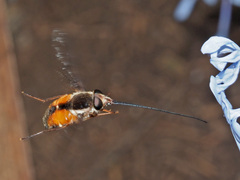 Philoliche aethiopica