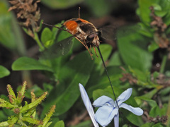 Philoliche aethiopica