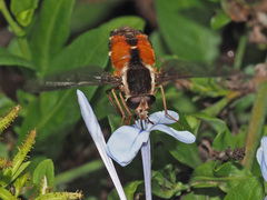 Philoliche aethiopica