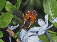 Philoliche aethiopica