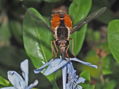 Philoliche aethiopica