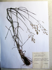 Poa sichotensis