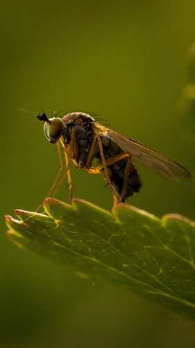 Dolichopus plumitarsis