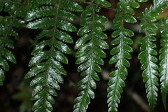 Lastreopsis marginans