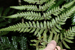 Lastreopsis marginans