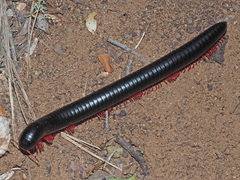 Orthoporoides