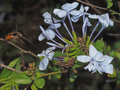 Philoliche aethiopica