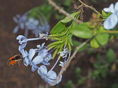 Philoliche aethiopica