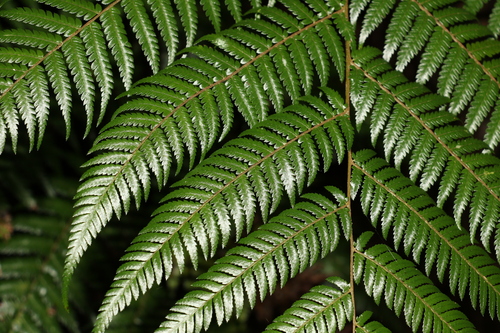 Sphaeropteris cooperi