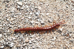 Scolopendra alternans