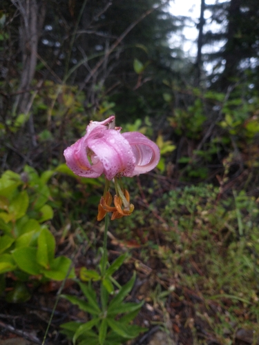 Image of Lilium kelloggii by no rights reserved