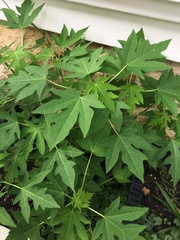 Carica papaya