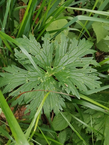 Image of Aconitum lamarckii by (c) Ljaž, some rights reserved (CC BY)